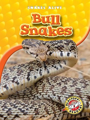 cover image of Bull Snakes